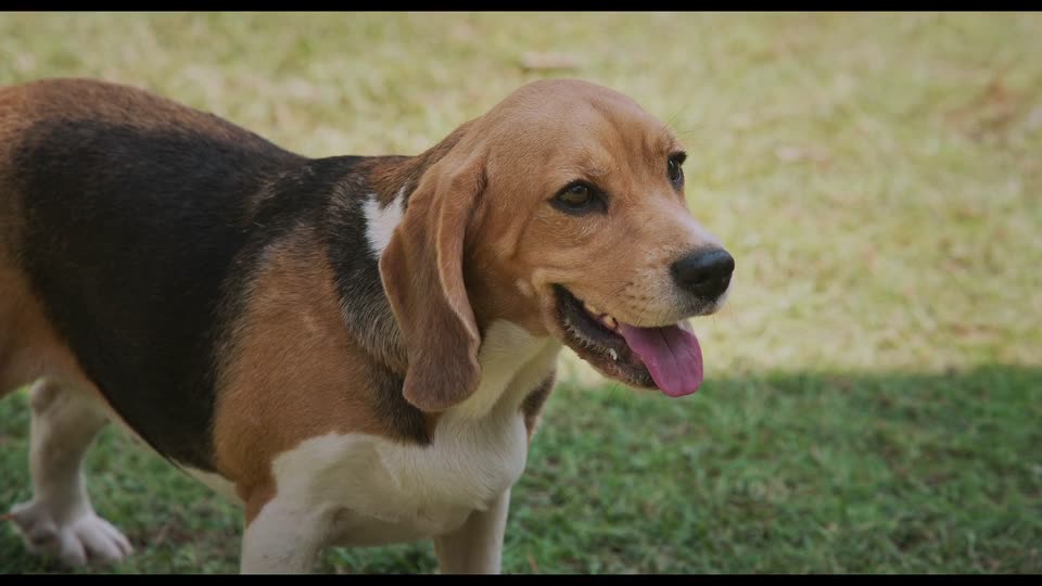 Lucky the Superstar (2026) Hindi Dubbed Movie screenshot 5