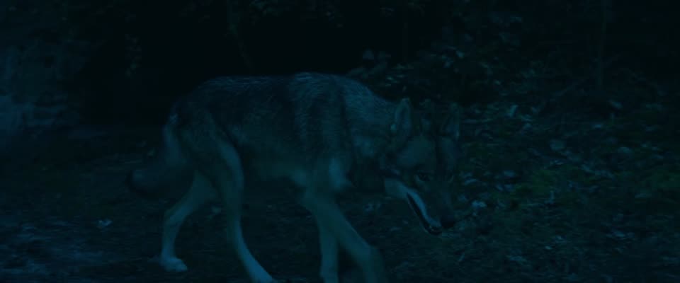 Woodwalkers (2024) Hindi Dubbed Movie screenshot 3