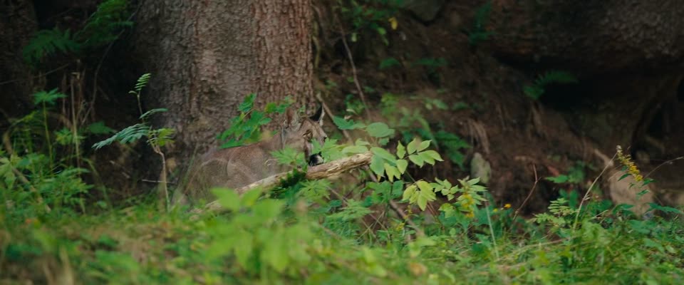 Woodwalkers (2024) Hindi Dubbed Movie screenshot 5
