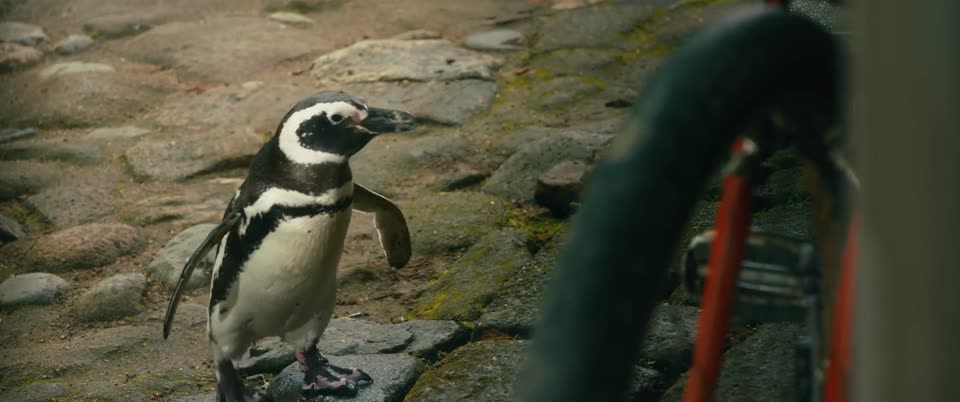 My Penguin Friend (2024) Hindi Dubbed Movie screenshot 3