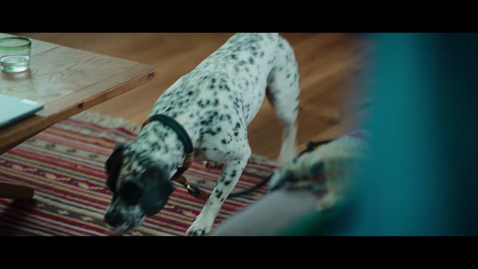 Eat Pray Bark (2026) Hindi Dubbed Movie screenshot 5