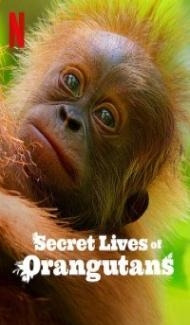 Secret Lives of Orangutans (2024) Hindi Dubbed Full Movie